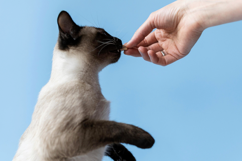 Чи можна давати котам авокадо: все про шкоду та користь